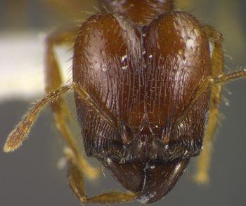 Media type: image;   Entomology 34405 Aspect: head frontal view